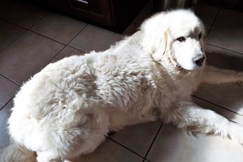 Great Pyrenees puppies ~ Wells' Providence AKC Registered Livestock Guardian Dogs and puppies