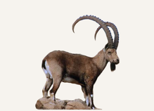 Hunting Bezoar Ibex