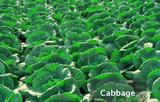 Cabbage