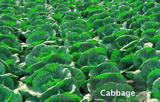 Cabbage