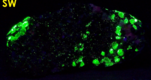 fluorescent willemite, Zincite, Franklinite - Sterling Hill, New Jersey