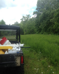 alfalfa food plot