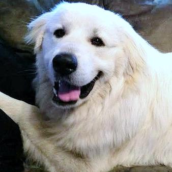 Wells' Providence Great Pyrenees Puppies ~ SUPERIOR breeder of purebred AKC Registered Great Pyrenees puppies for sale in Silex, Missouri Genuine Great Pyrenees breeder with verified reviews. This breeder strives to provide families with healthy puppies that have excellent temperaments. Wells Providence Great Pyrenees AKC Livestock Guardian Dogs and puppies registered great pyrenees puppies for sale near me Breeder of AKC Champion bloodlines Great Pyrenees puppies for sale Missouri, Wells' Providence Great Pyrenees LGD Puppies & Nigerian Dwarf Goats for sale, Wells' Providence AKC champion pedigree Great Pyrenees puppies for sale Missouri, Livestock Guardian dogs, home of Disney Santa Paws 2 Mrs. Paws Lady