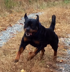 Western Family Ranch - german rottweiler puppies