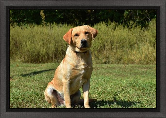 yellow labrador