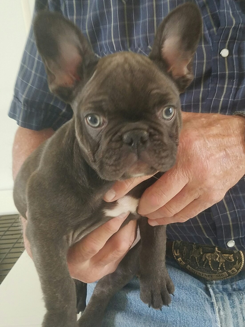 Chocolate French Bulldog For Sale - Bulldog Lover