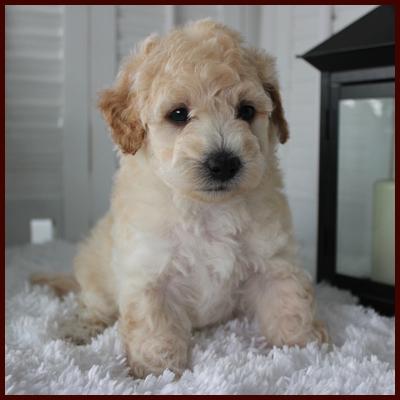 Rolling Meadows Puppies Available Poochon Puppies