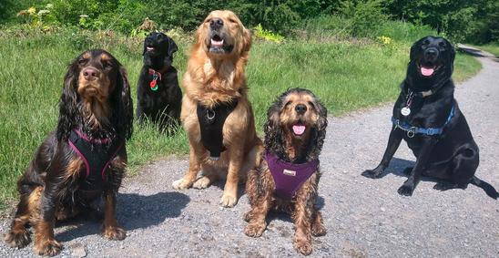 Group dog walk Doggy Day Care near me