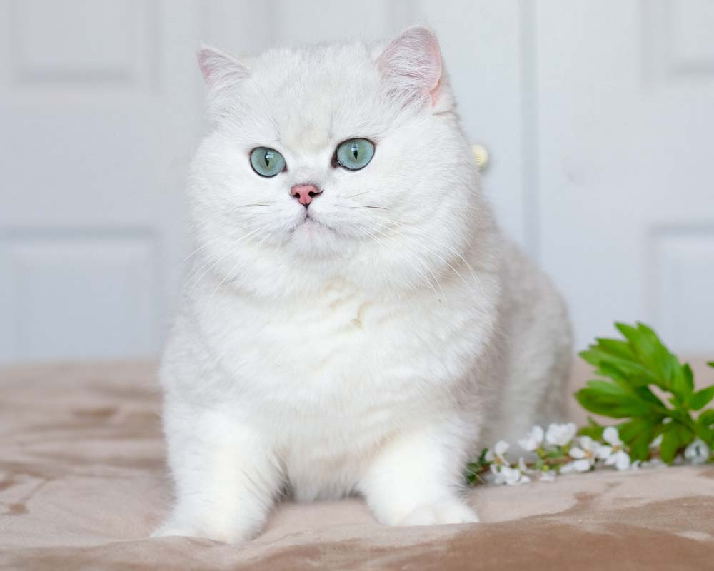 british shorthair silver shaded