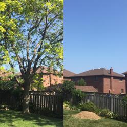 B&A locust tree removal, Stoney Creek Tree Removal, INCL Stump