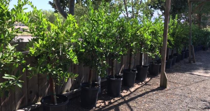 Calaveras Nursery in Sunol, Ca