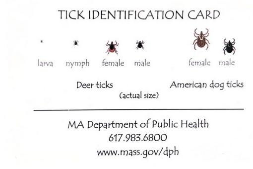 Tick identification card with Deer Ticks and Dog ticks. MA Dept of Health - Call 617.983.6800