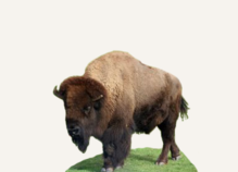 Hunting Bison Montana