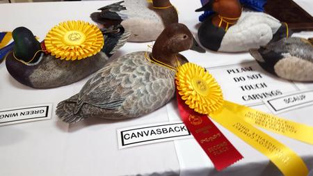 Prize winning carved canvasback hen by rick mignano