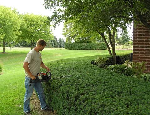 CHEAP SHRUB PLANTING AND CARE SERVICES LAS VEGAS NV