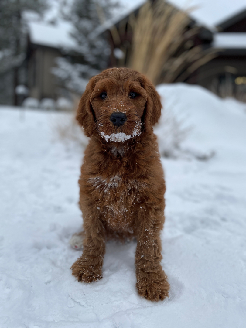 Home raised hot sale labradoodles