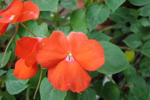 Impatiens balsamina