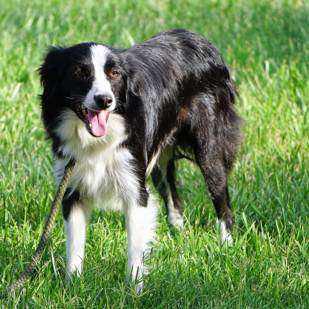 Nightshade border hot sale collies