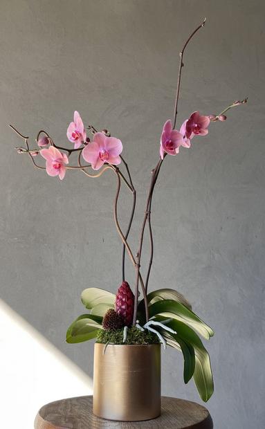 White double stem phalaenopsis orchid in white ceramic container with kiwi vine, moss, and lotus pod