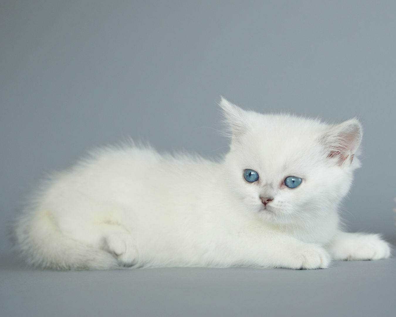 British Shorthair Longhair Cats Kittens