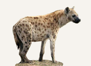 Hunting Hyena Ethiopia
