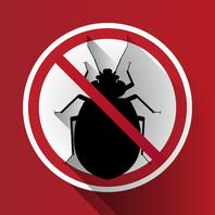 no bed bugs