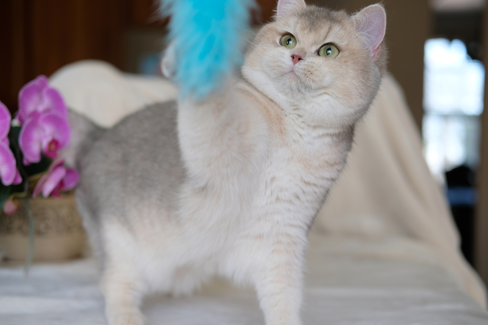 British Shorthair Longhair Cats Kittens