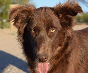 red bi aussie