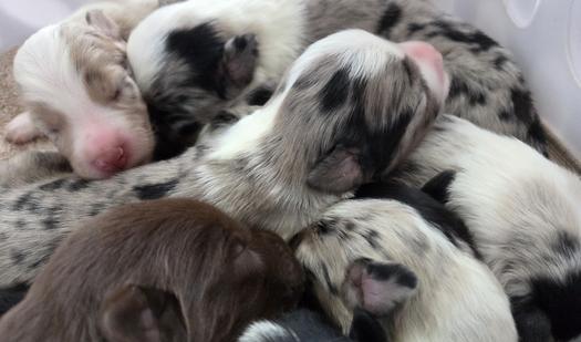 Aussie puppies for sale