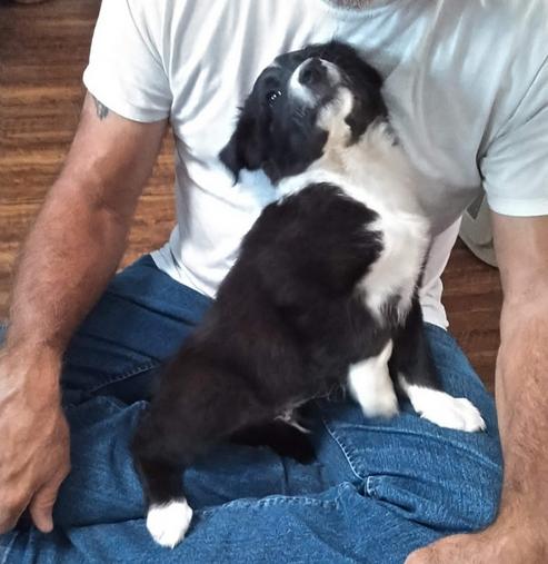 puppy