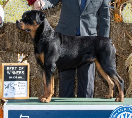 WESTERN FAMILY RANCH GOATS & AKC ROTTWEILERS FOR SALE Middle TN ...