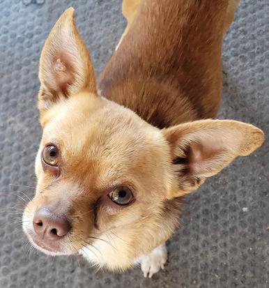 Vj Ranch - Rescue Dogs For Adoption, Small Dogs For Adoption, Dog ...