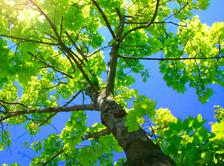 Close up of tree, Tree Trimming,Grimsby Tree removal