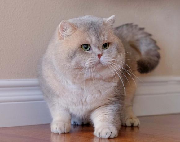 British Shorthair Kittens | Silvertails