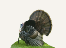 Hunting Turkey Arkansas