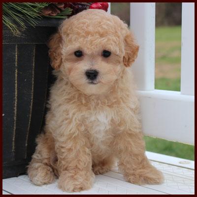 Rolling Meadows Puppies Available Poochon Puppies