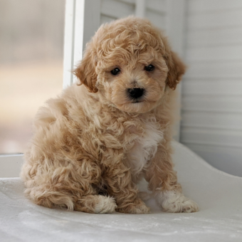 Poochon puppies best sale for sale