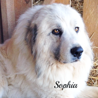 Great Pyrenees puppies ~ Wells' Providence AKC Registered Livestock Guardian Dogs and puppies