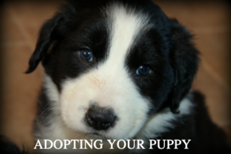 English Shepherd Breeder