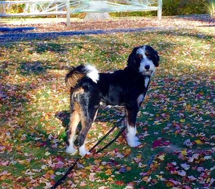 Bernese store poodle size