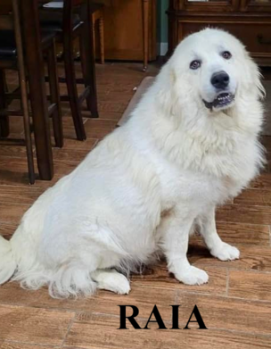 Great Pyrenees puppies ~ Wells' Providence AKC Registered Livestock Guardian Dogs and puppies