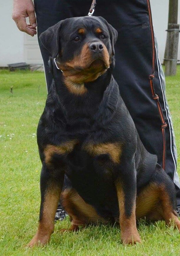 セール！ 19so rottweiler ennoy deluxe ワコマリア - crumiller.com