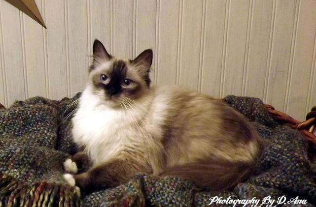 Ragdoll cats best sale for sale