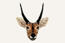 Nigerian Bohor Reedbuck