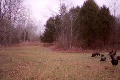 turkey hunting in kentucky