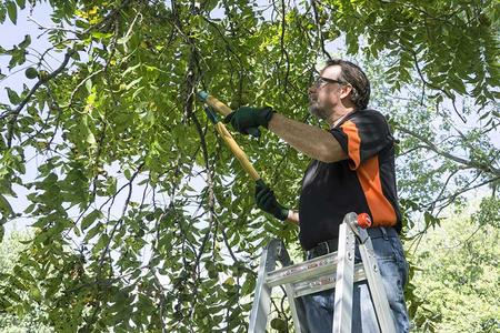 Leading Tree Trimming Service in Lincoln NE | LNK Junk Removal