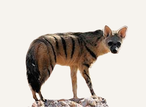 Hunting Aardwolf South Africa