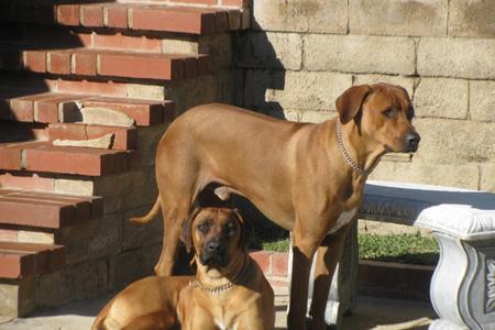Rhodesian Ridgeback Puppy - Rosie and Santo