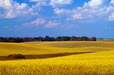 Photo of landscape rolling hills of yellow with blue skies