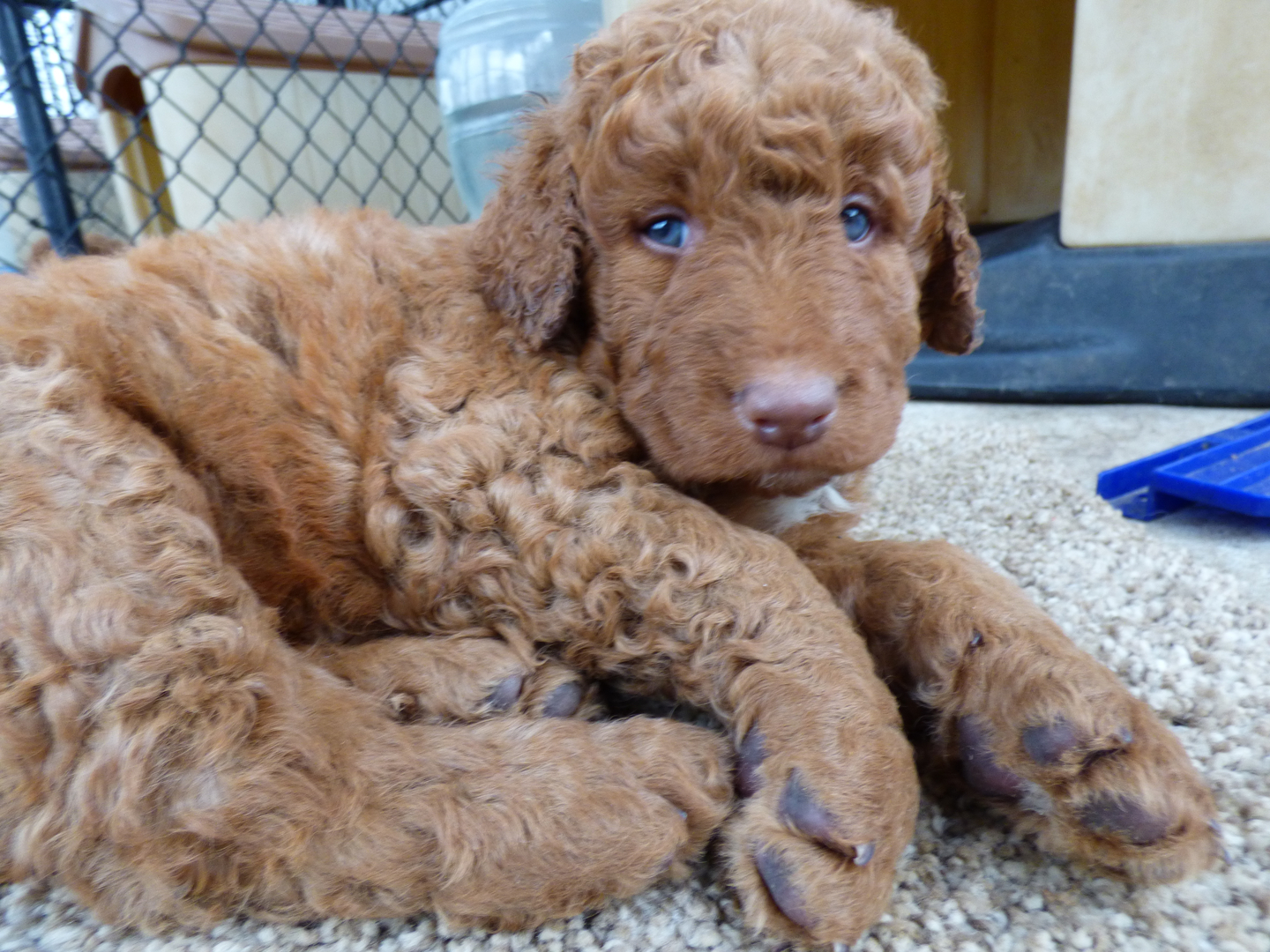 Non Shedding Dogs Goldendoodle Breeder Houston Goldendoodles Friendswood Tx